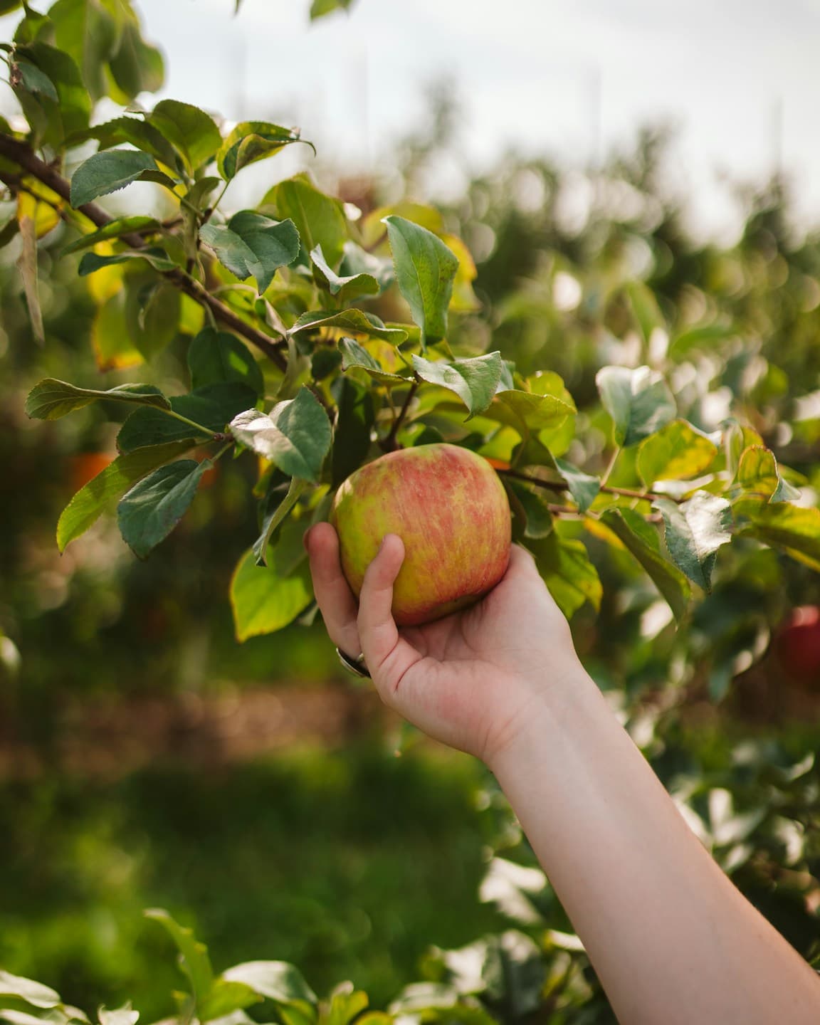 hand grabbing an apple from a tree