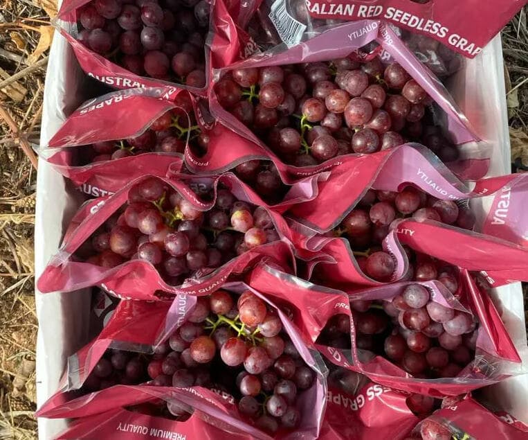 image of vegetables and fruit